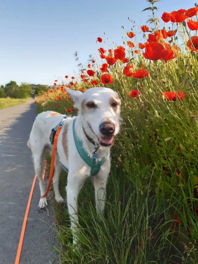 weißer Hund steht am Mohnfeld